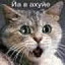 crazycat