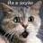 crazycat